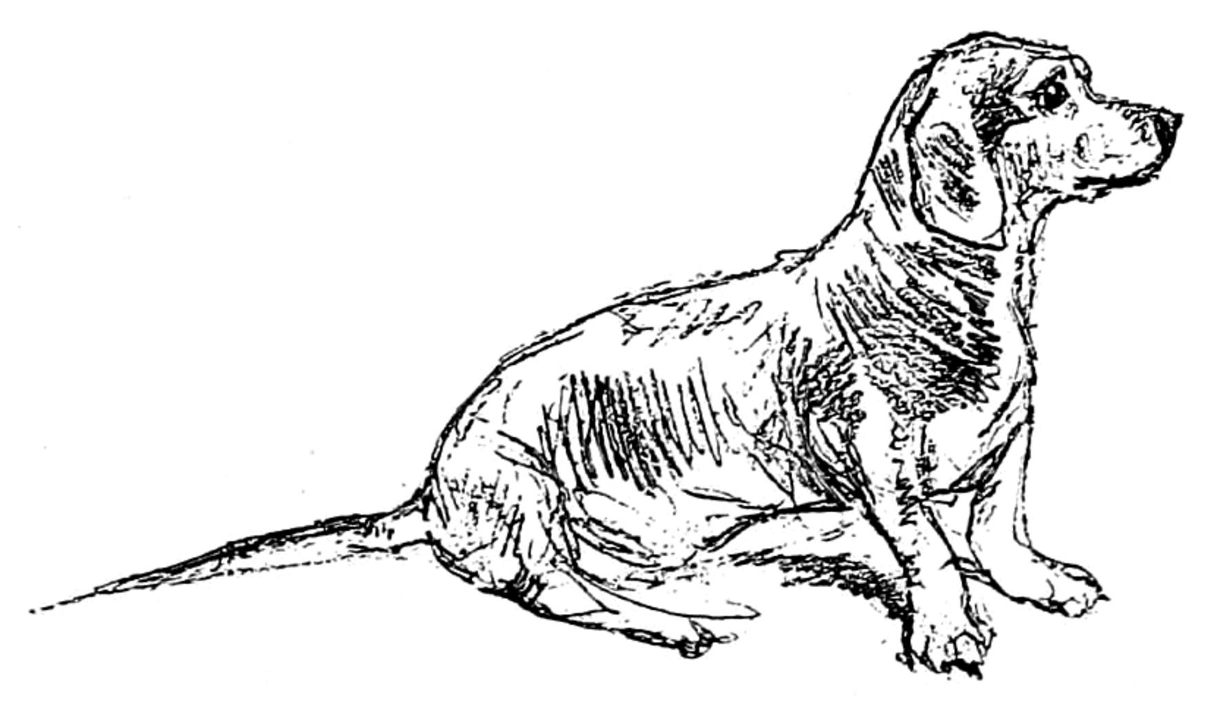 Illustration of a dog